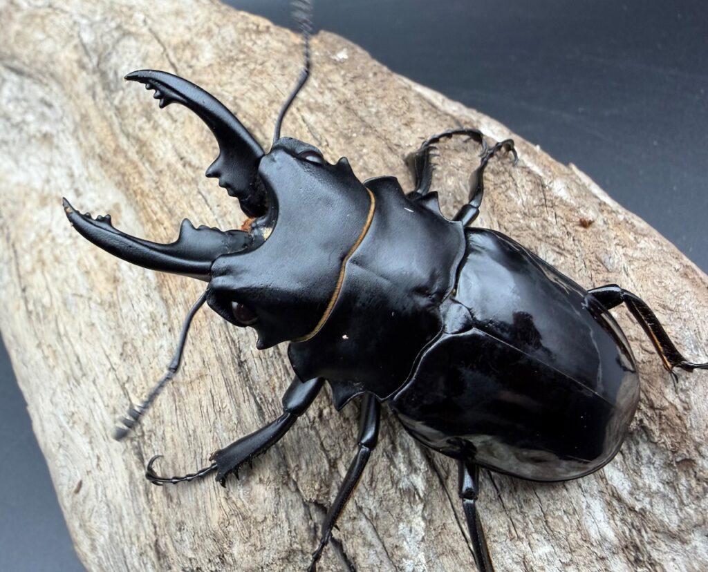 ベリコサツヤクワガタ