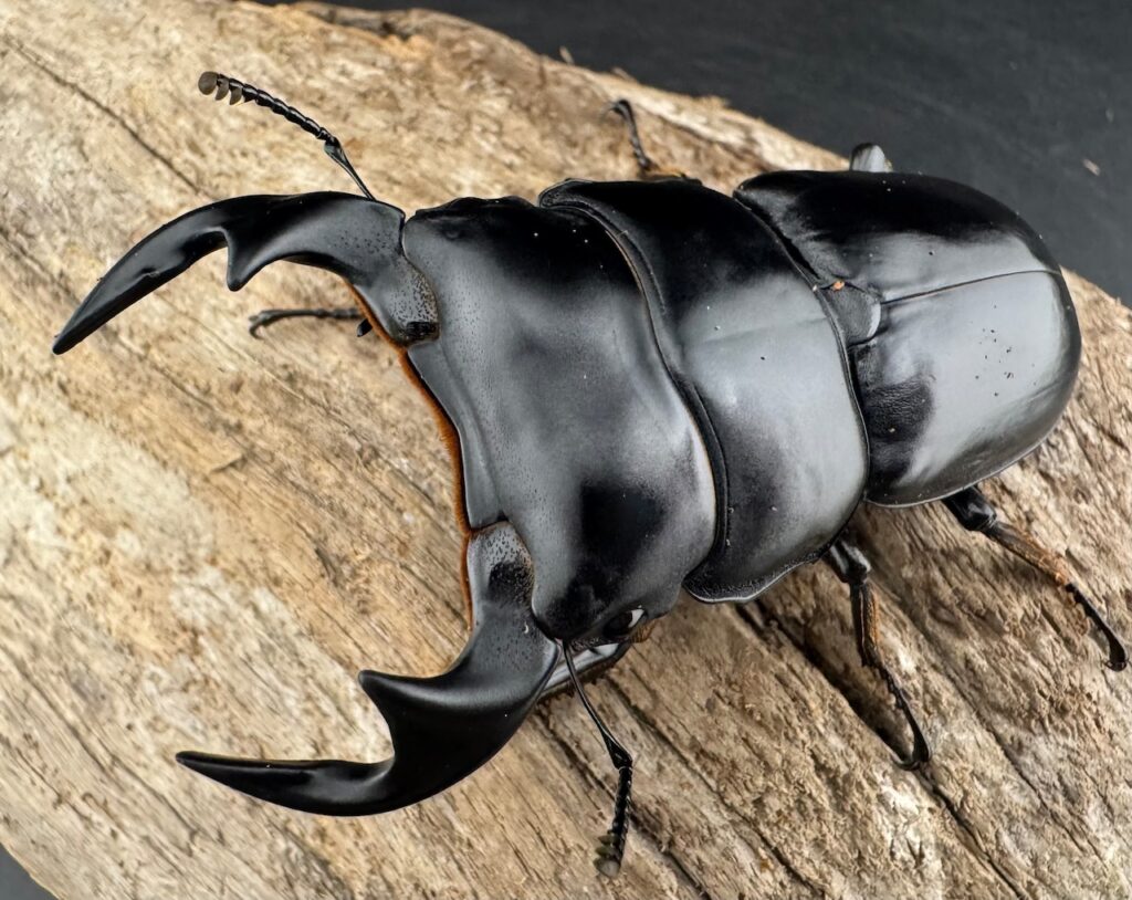 マレーアンタエウスオオクワガタ