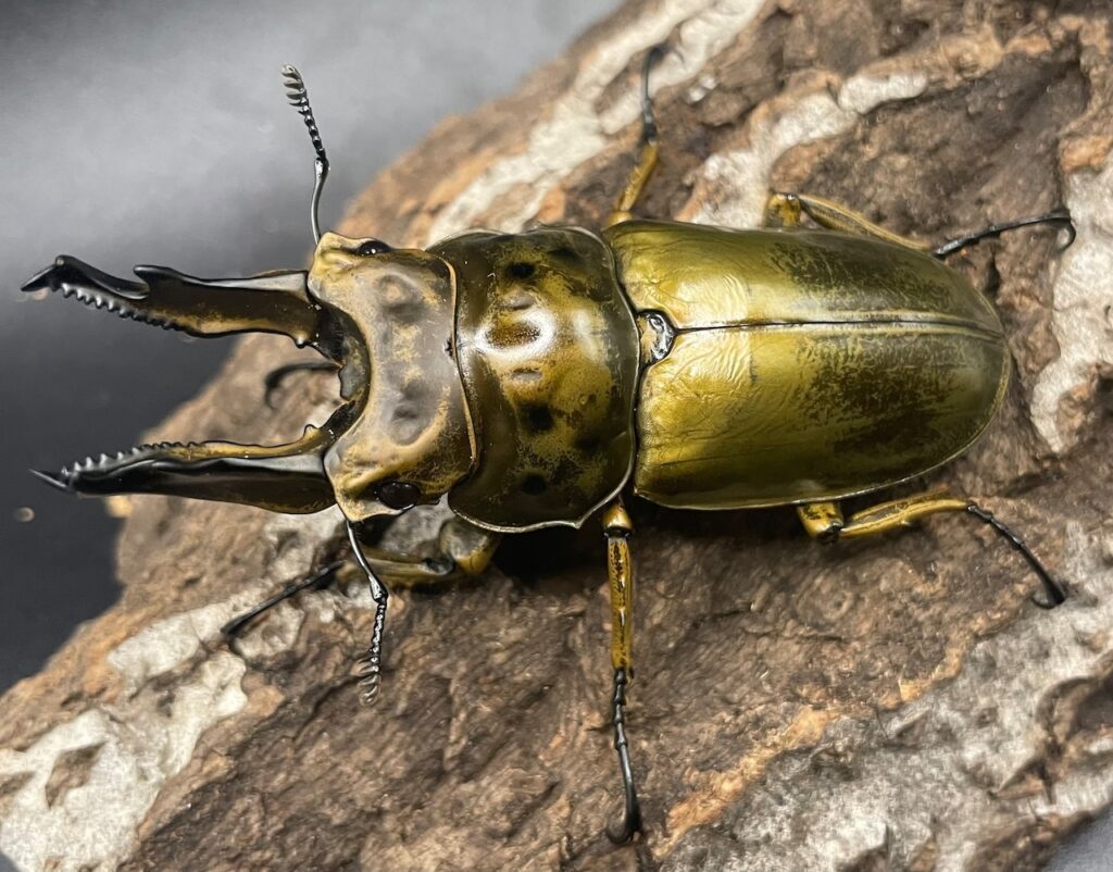 ババオウゴンオニクワガタ