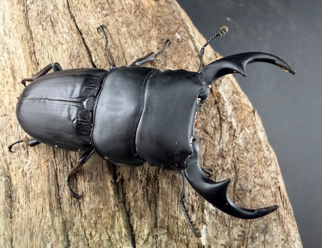 パラワンパリーオオクワガタ（リツセマオオクワガタ亜種curvus）