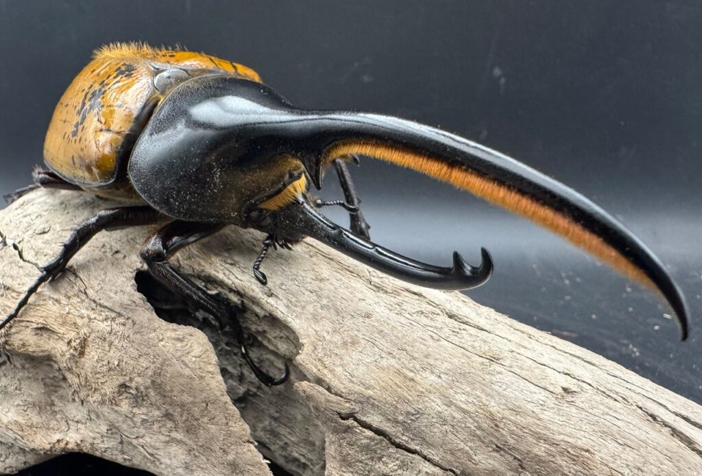 ヘラクレスオオカブト亜種エクアトリアヌス