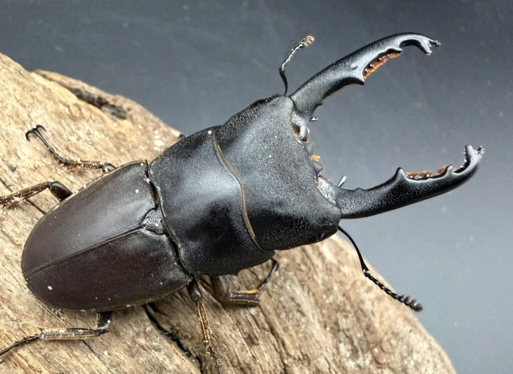 タウルスヒラタクワガタ ボルネオ亜種