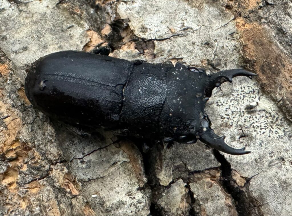 オパクスソリアシサビクワガタ