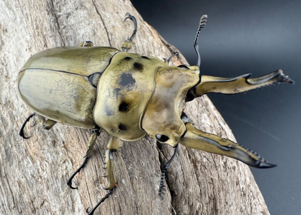 モセリオウゴンオニクワガタ