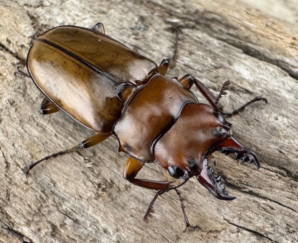 カスタネウスオニクワガタ亜種sukkiti