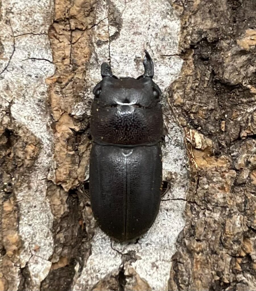 パブルスヒメヒラタクワガタ