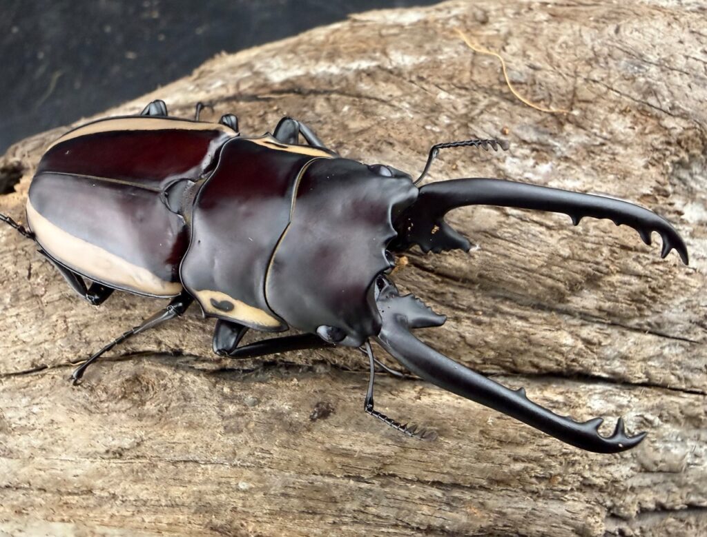 ビソンノコギリクワガタ ニューギニア亜種