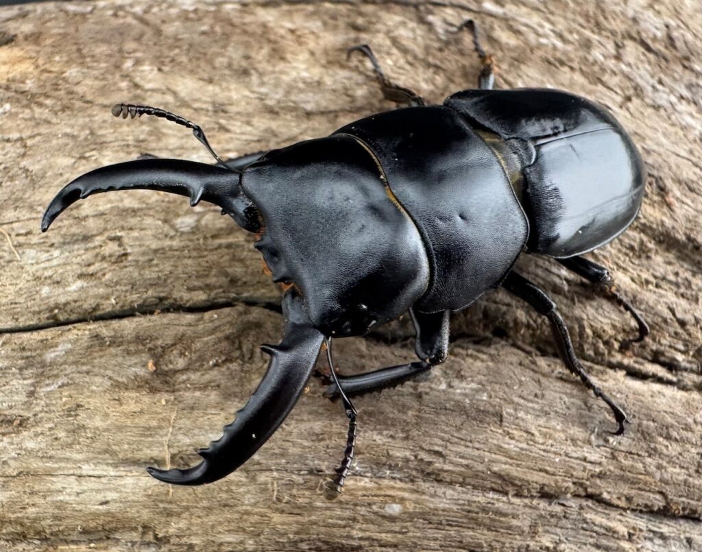 チョウセンヒラタクワガタ原名亜種