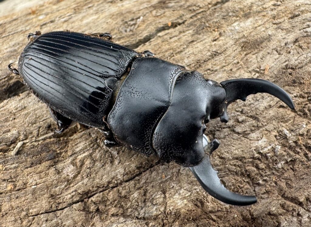 ミンダナオネブトクワガタ