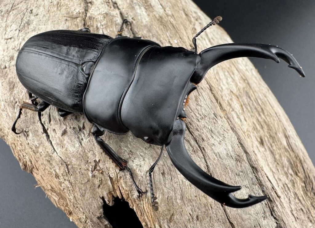 ミンダナオパリーオオクワガタ（リツセマオオクワガタ亜種setsuroi）