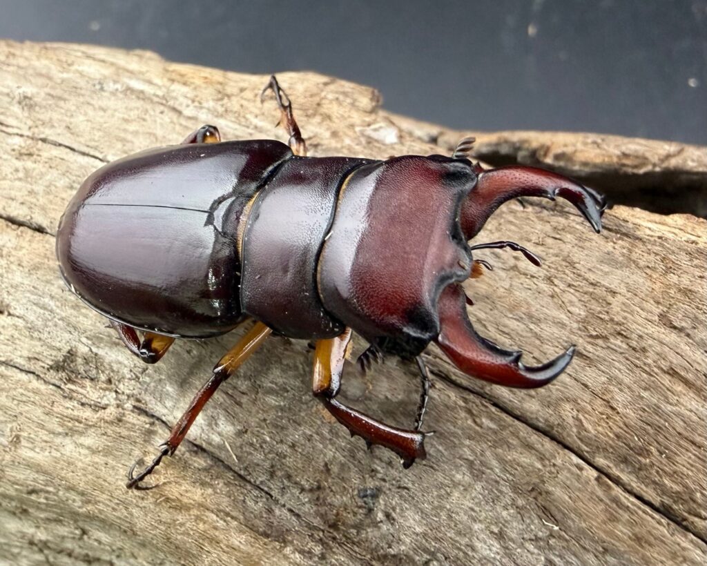 カプレオルスミヤマクワガタ