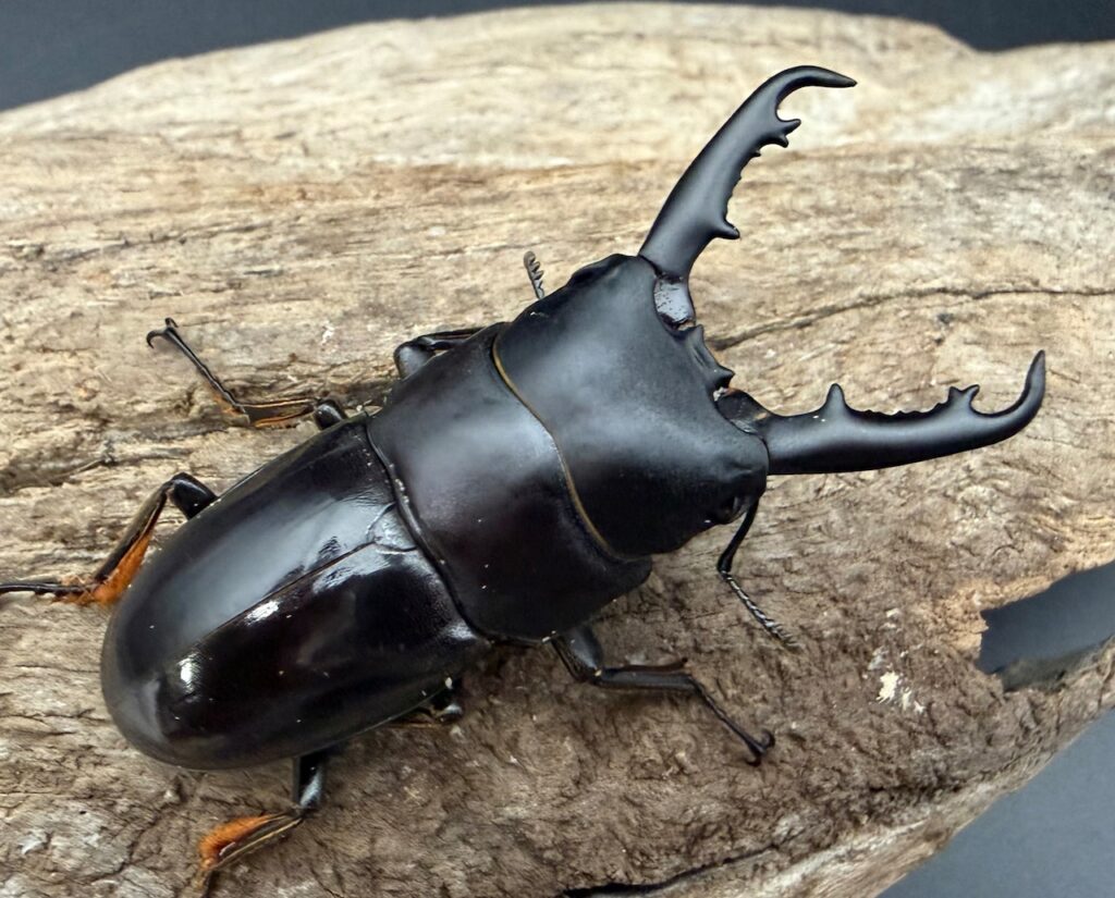 タウネスヒラタクワガタ