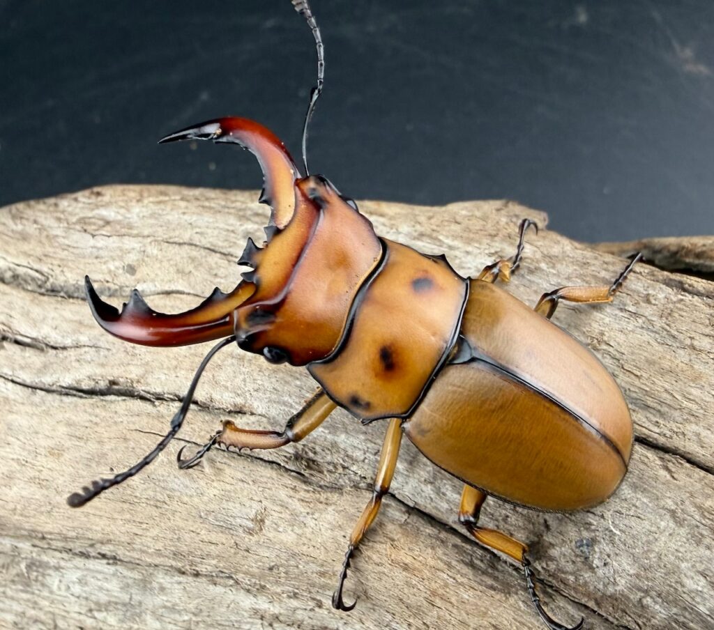 グラディアトールメンガタクワガタ