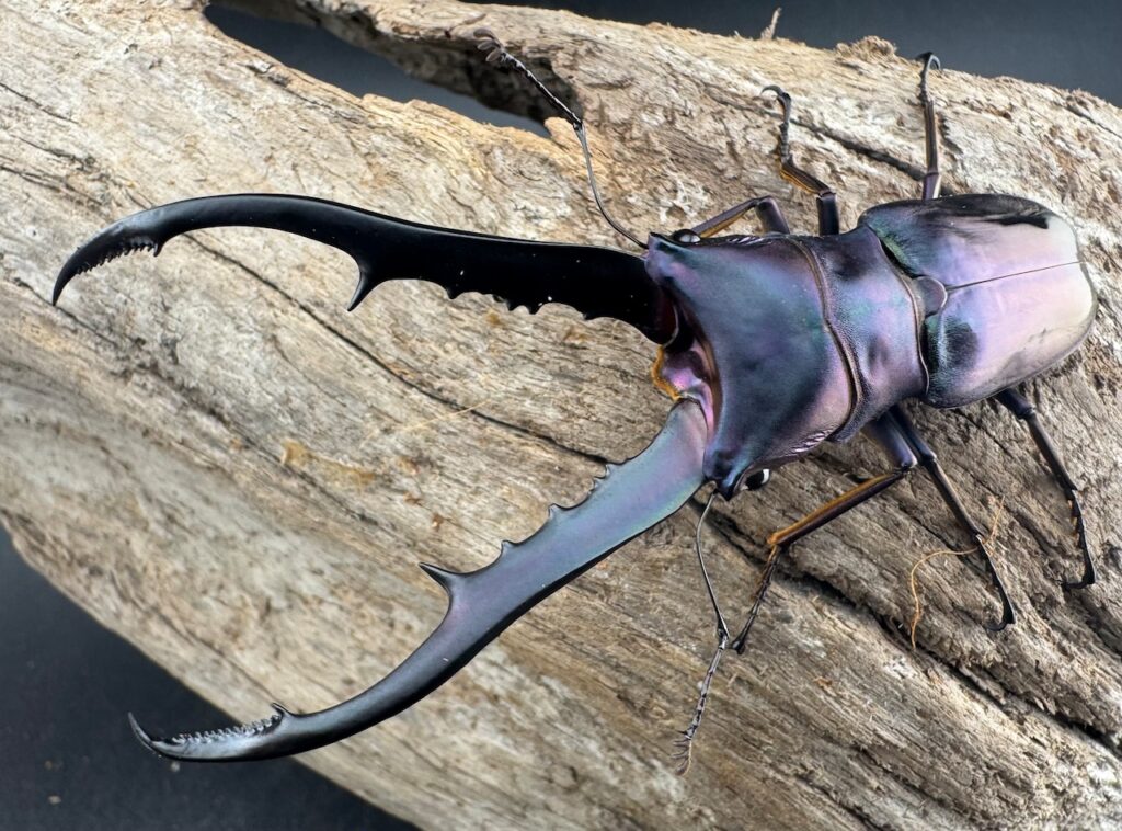 メタリフェルホソアカクワガタ亜種フィナエ