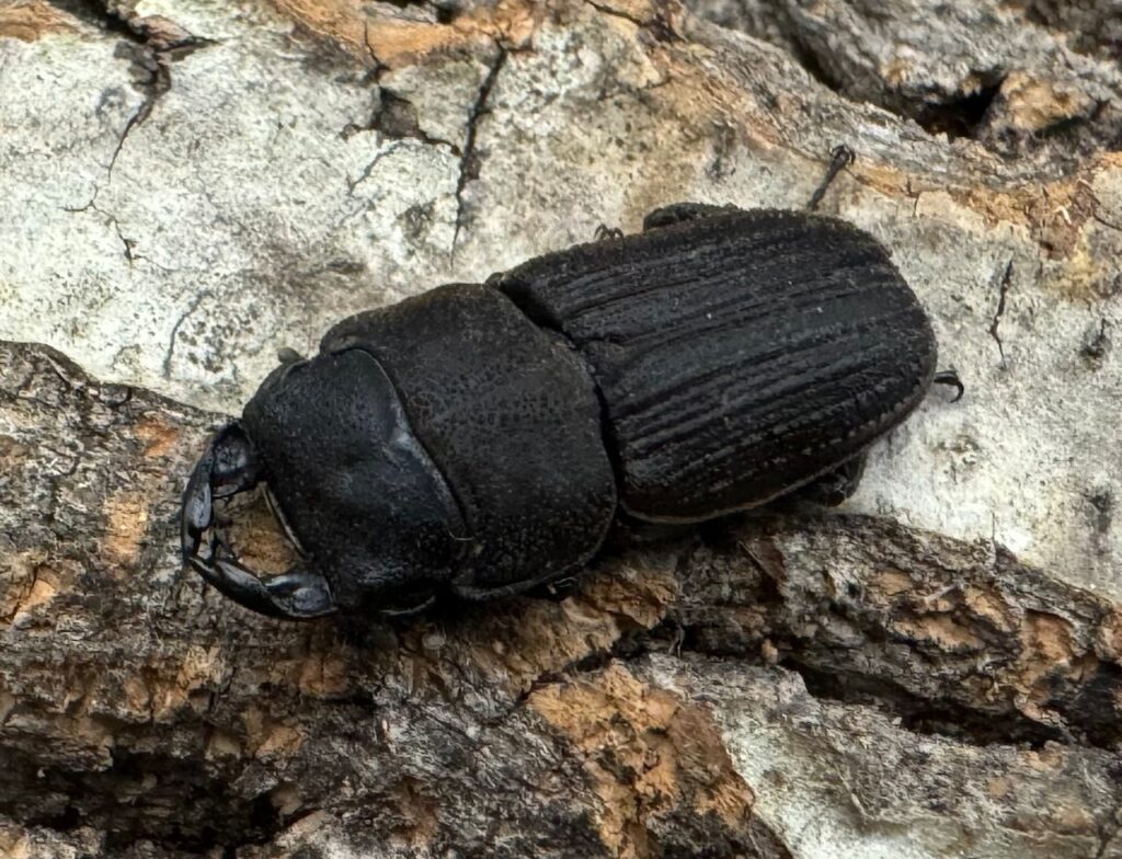 カワムラサビクワガタ