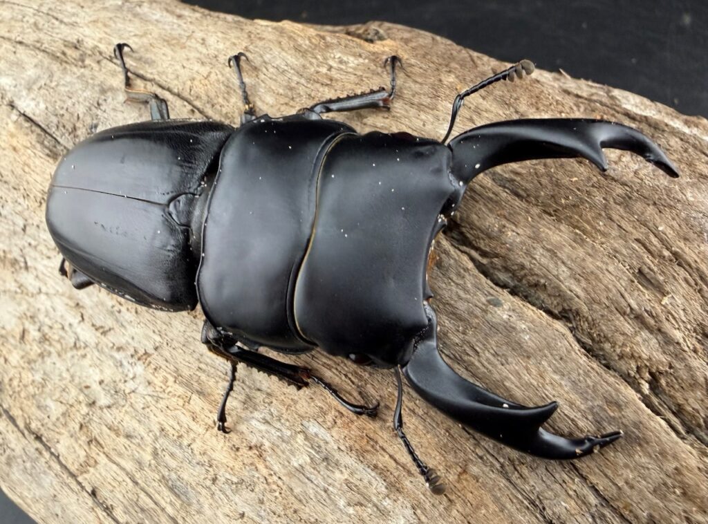 スマトラパリーオオクワガタ（リツセマオオクワガタ亜種volscens）