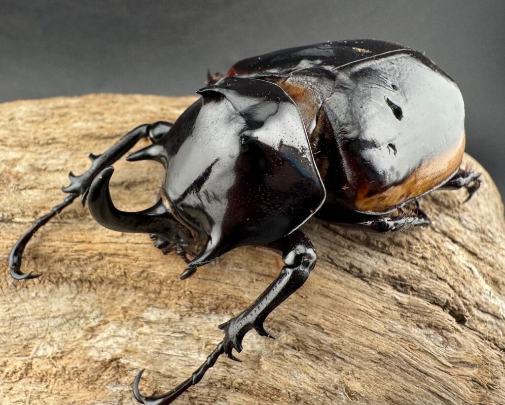 ハードウィッケイゴホンツノカブト亜種cantori