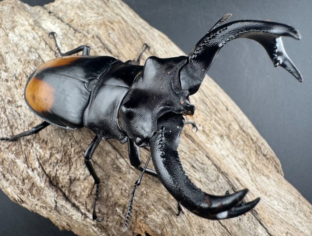 パリーフタマタクワガタ マレー・スマトラ亜種