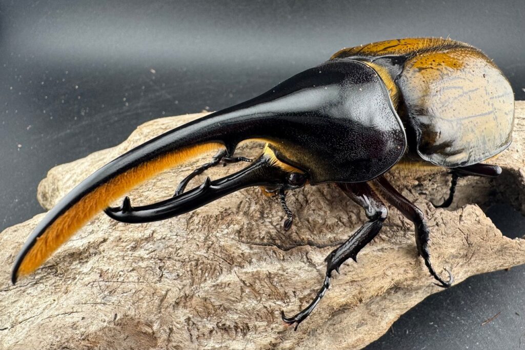 ヘラクレスオオカブト亜種モリシマイ