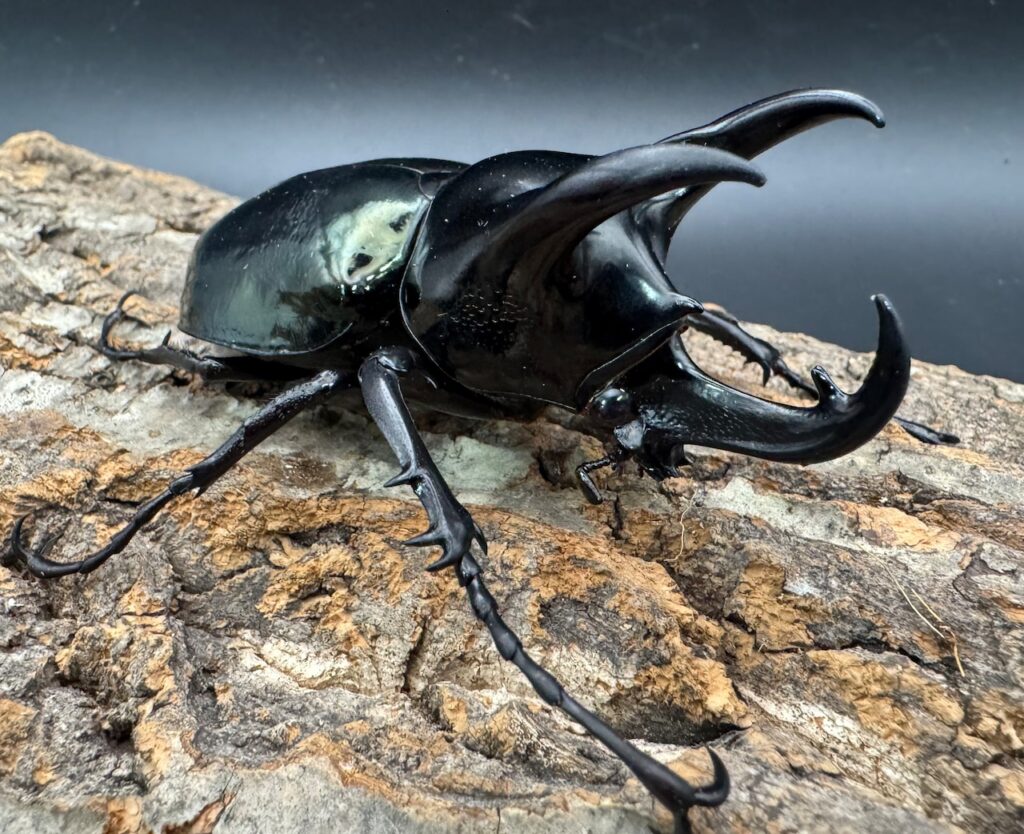 マレーコーカサスオオカブト