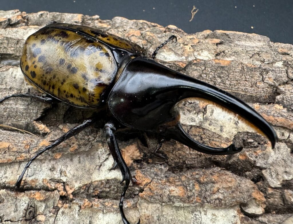 モロンオオカブト（ヒルスヒロカブト サンタマルタ山脈亜種）