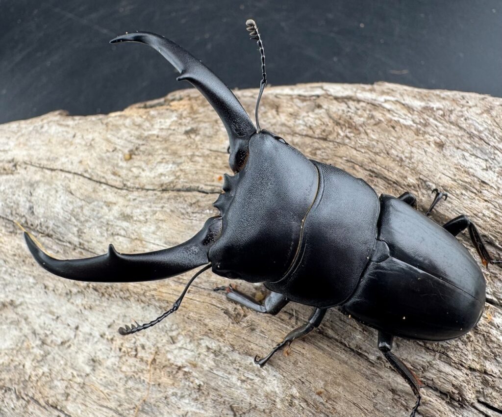 ウンナンヒラタクワガタ