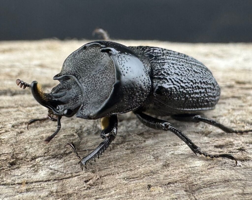 ウンナンイッカククワガタ