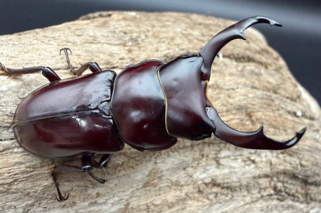 ウォードコクワガタ