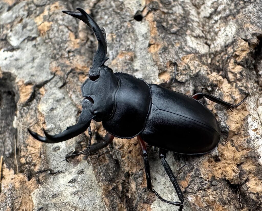 チュウゴクシカクワガタ