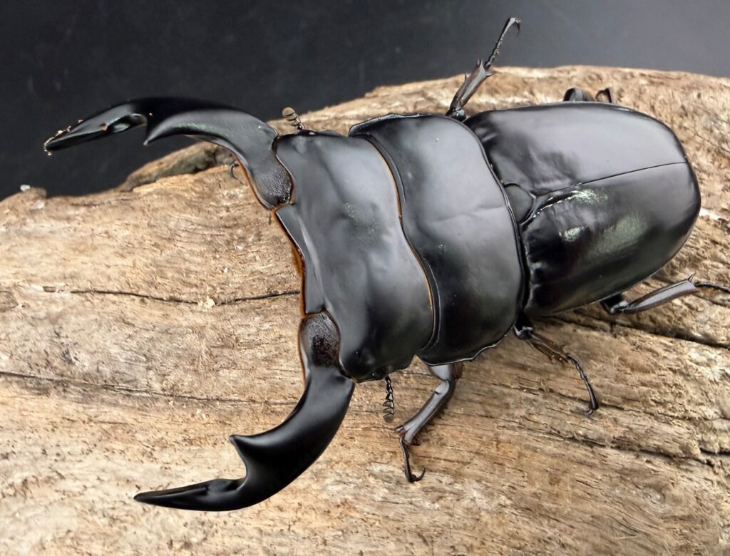 インドアンタエウスオオクワガタ