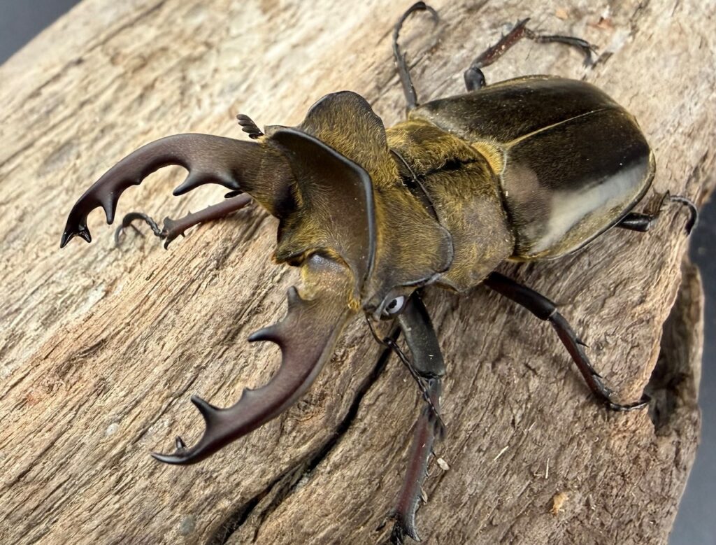 ウェムケンミヤマクワガタ（ヴェムケンミヤマクワガタ）