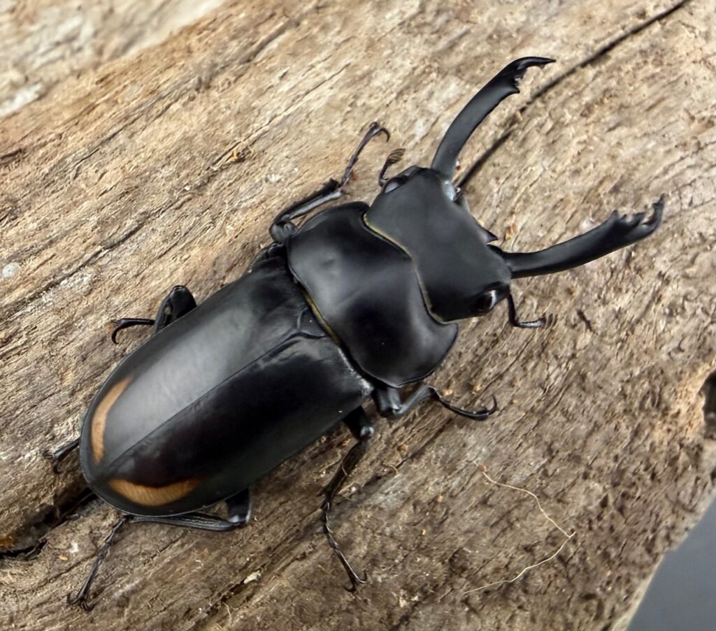 ルフォノタトゥスコクワガタ