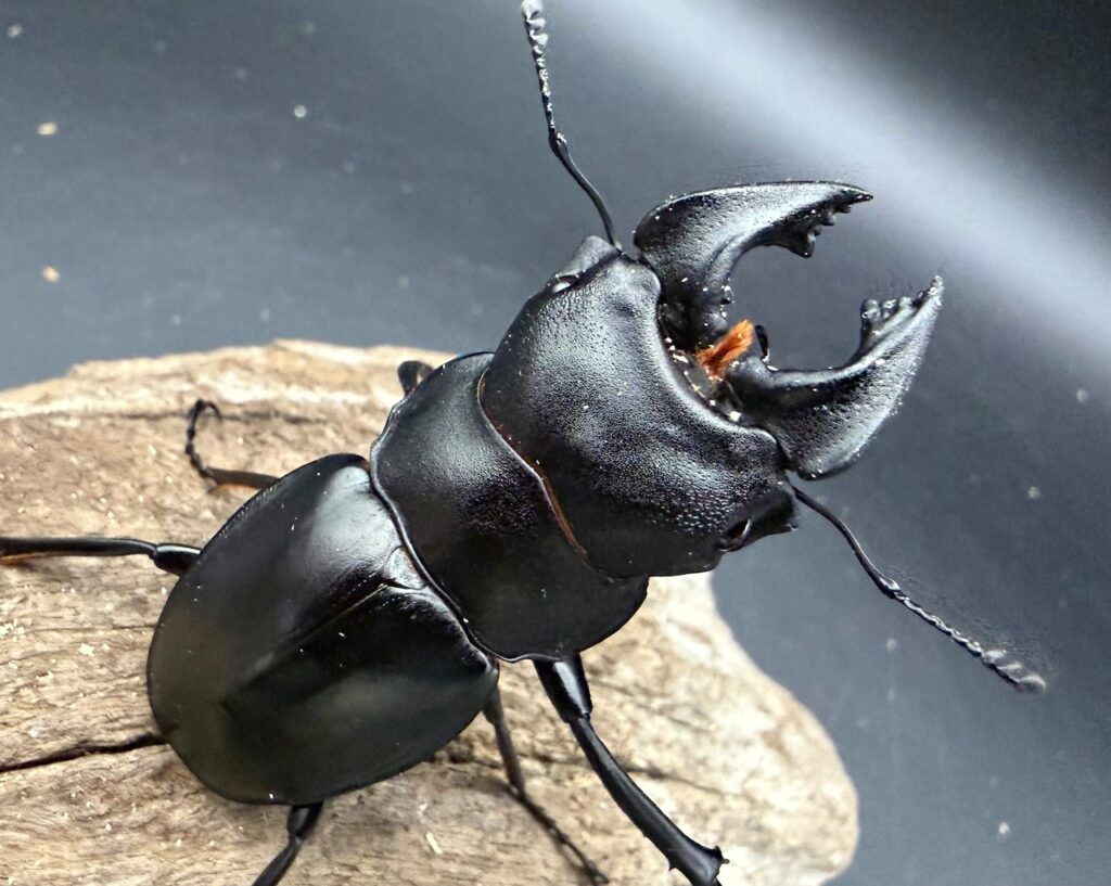 リュートネルツヤクワガタ