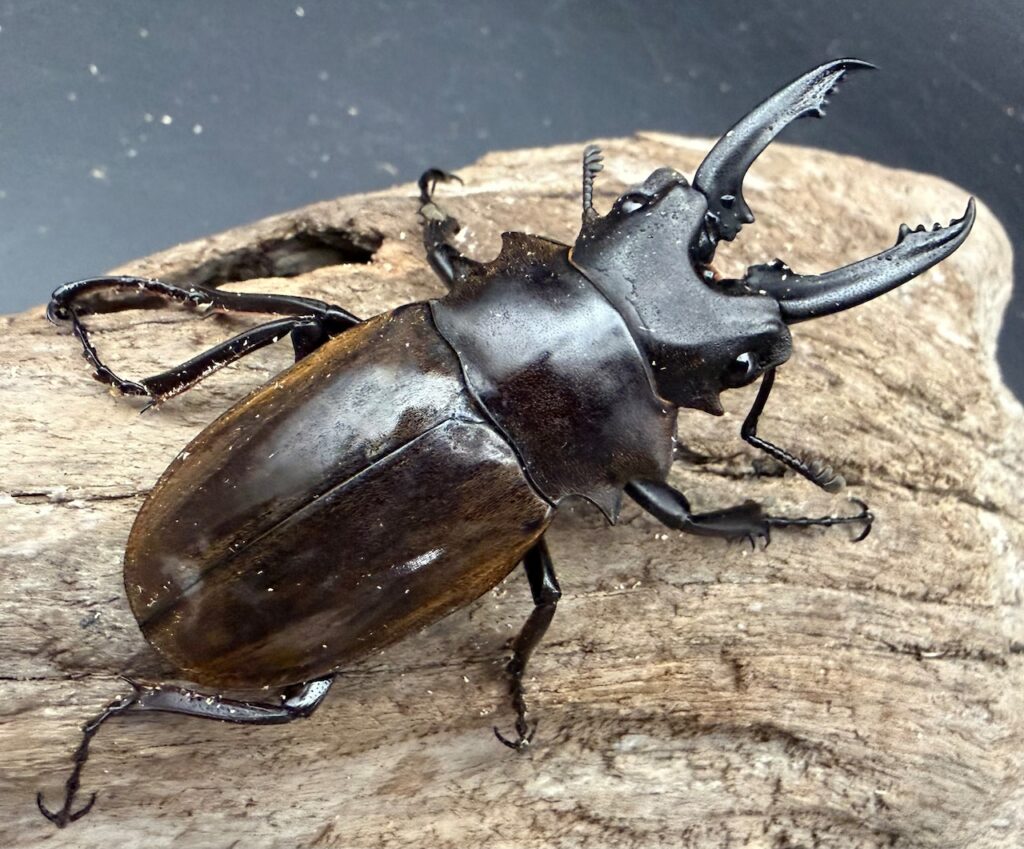 ダールマンツヤクワガタ原名亜種