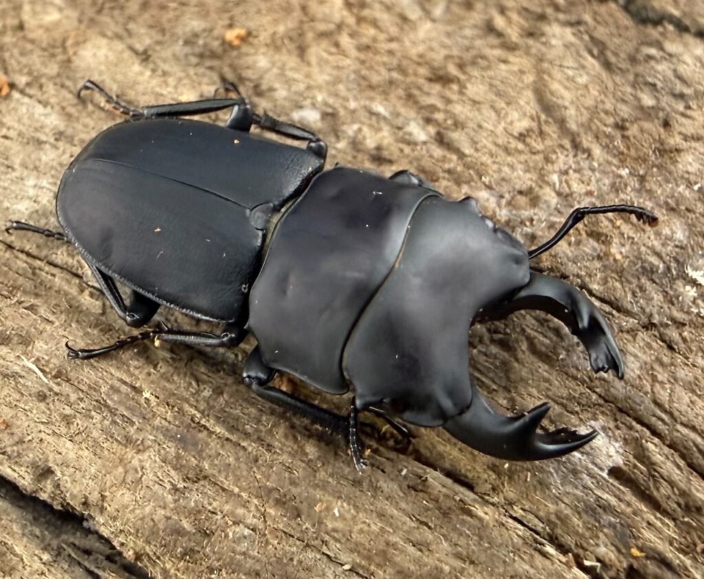 ロトゥンダトゥスツヤケシクワガタ