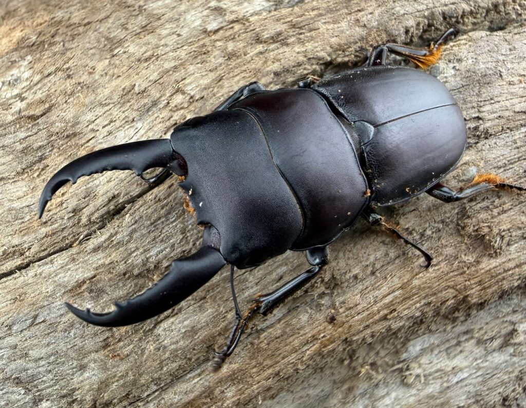 インターメディウスヒラタクワガタ原名亜種