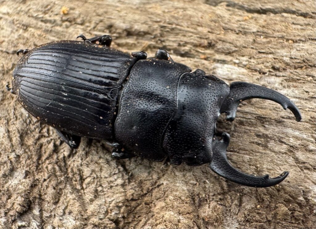 インプレッシコリスネブトクワガタ亜種パトリック