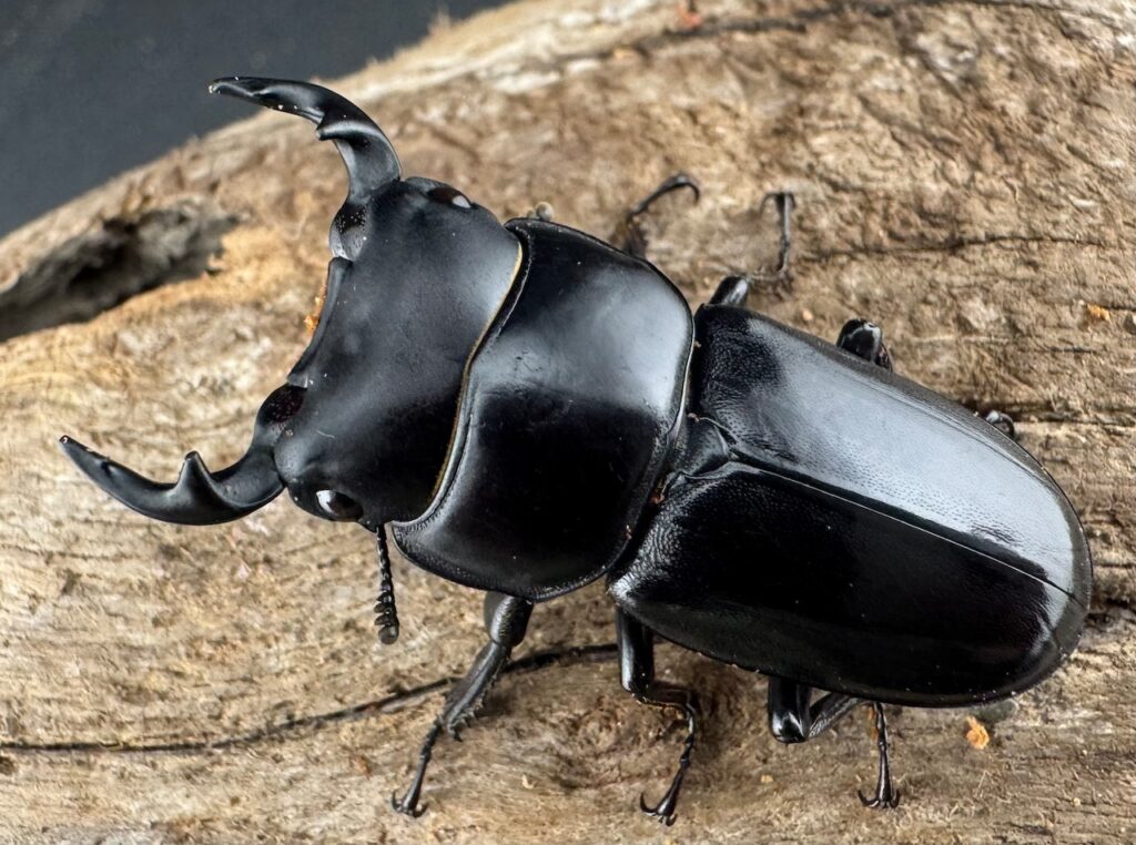 ヤクシャオオクワガタ亜種gracilicornis