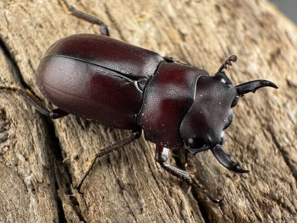 ジュクンドゥスヒメヒラタクワガタ