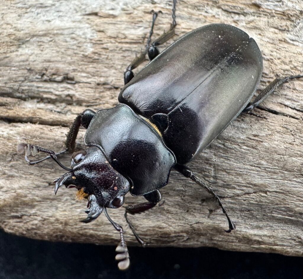 シニアエブオニクワガタ