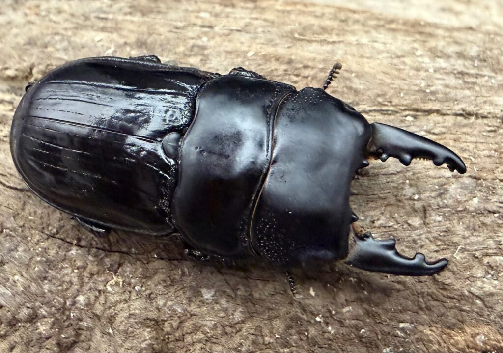 ウッドフォードネブトクワガタ