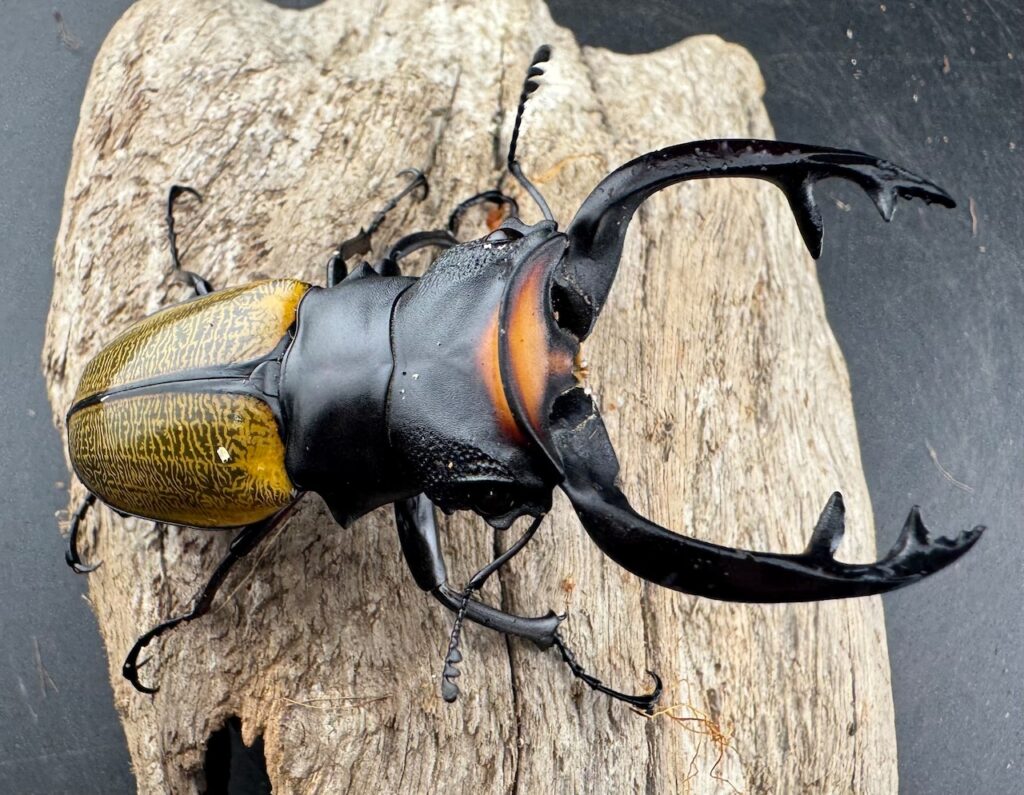 スペクタビリスツヤクワガタ