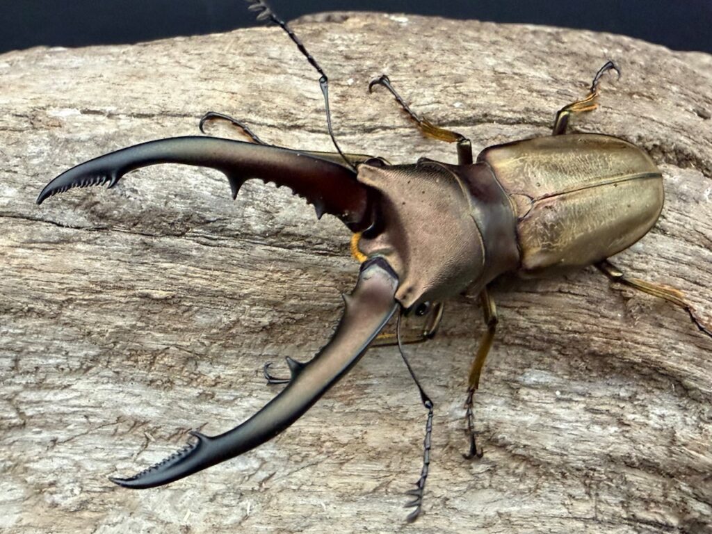 モンタネルスホソアカクワガタ