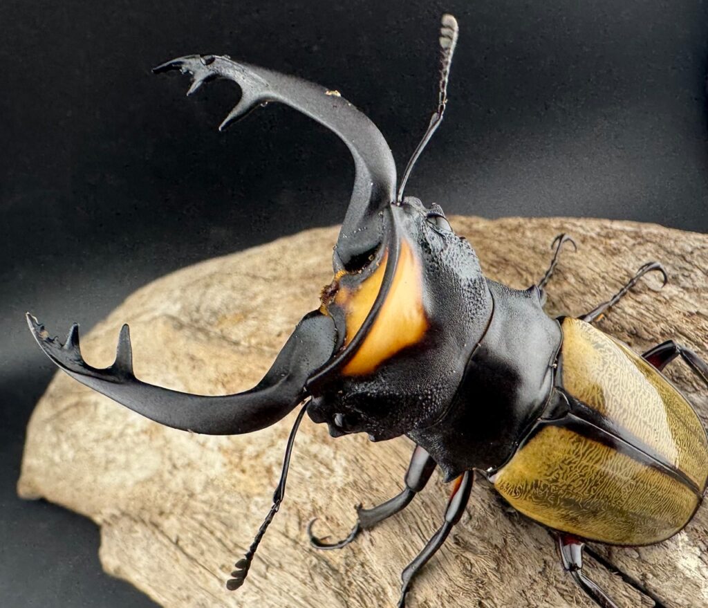 ラコダールツヤクワガタ