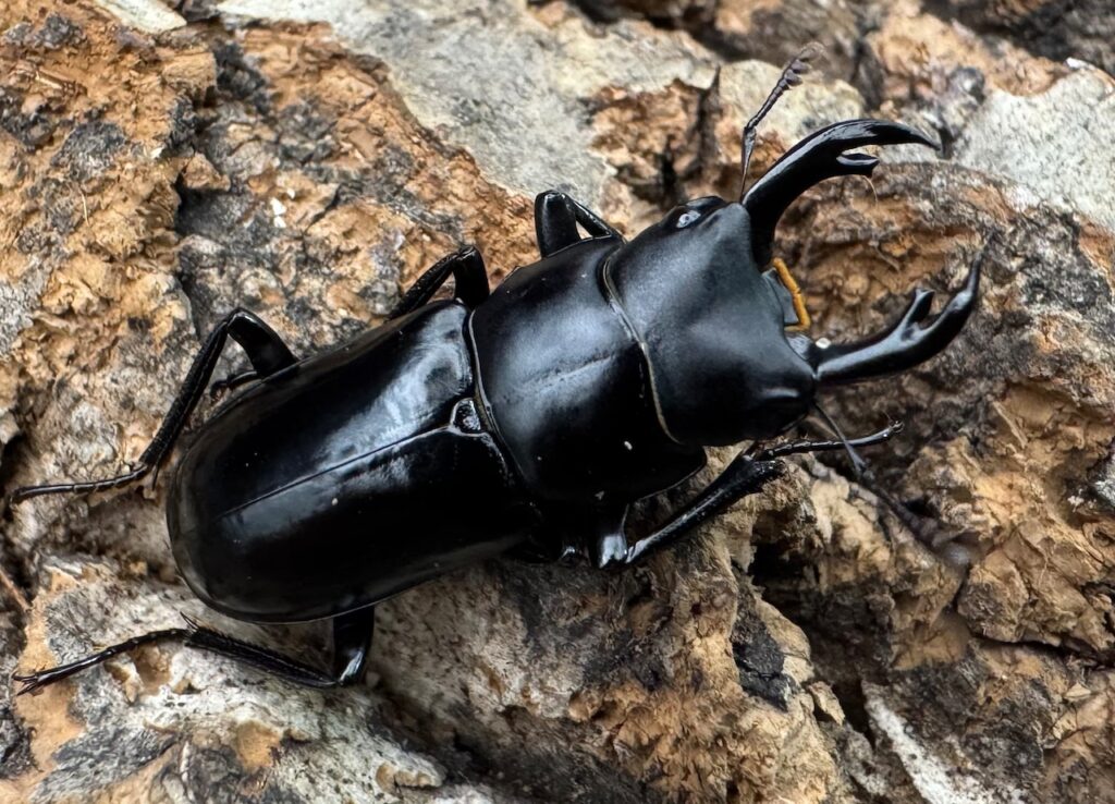 クロセスジクワガタ