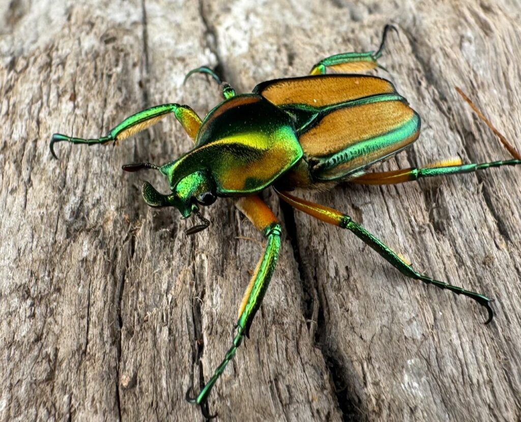 ホウデンヒメカブトハナムグリ（ホーデンヒメカブトハナムグリ）