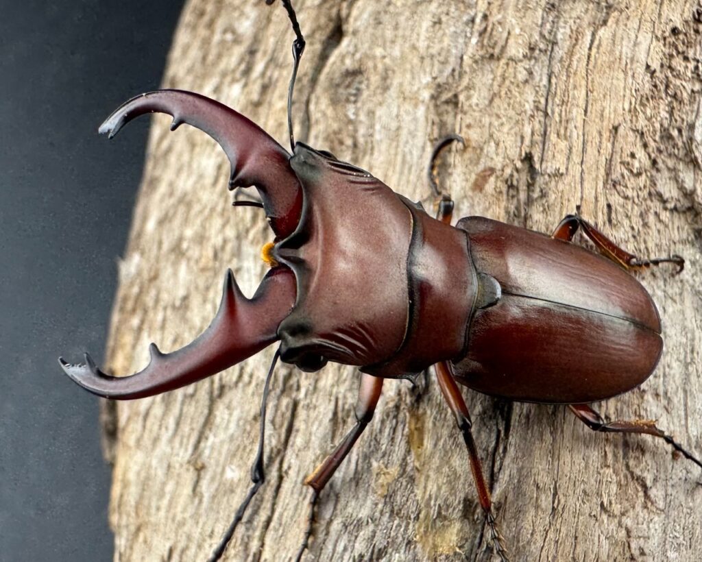 カツラホソアカクワガタ