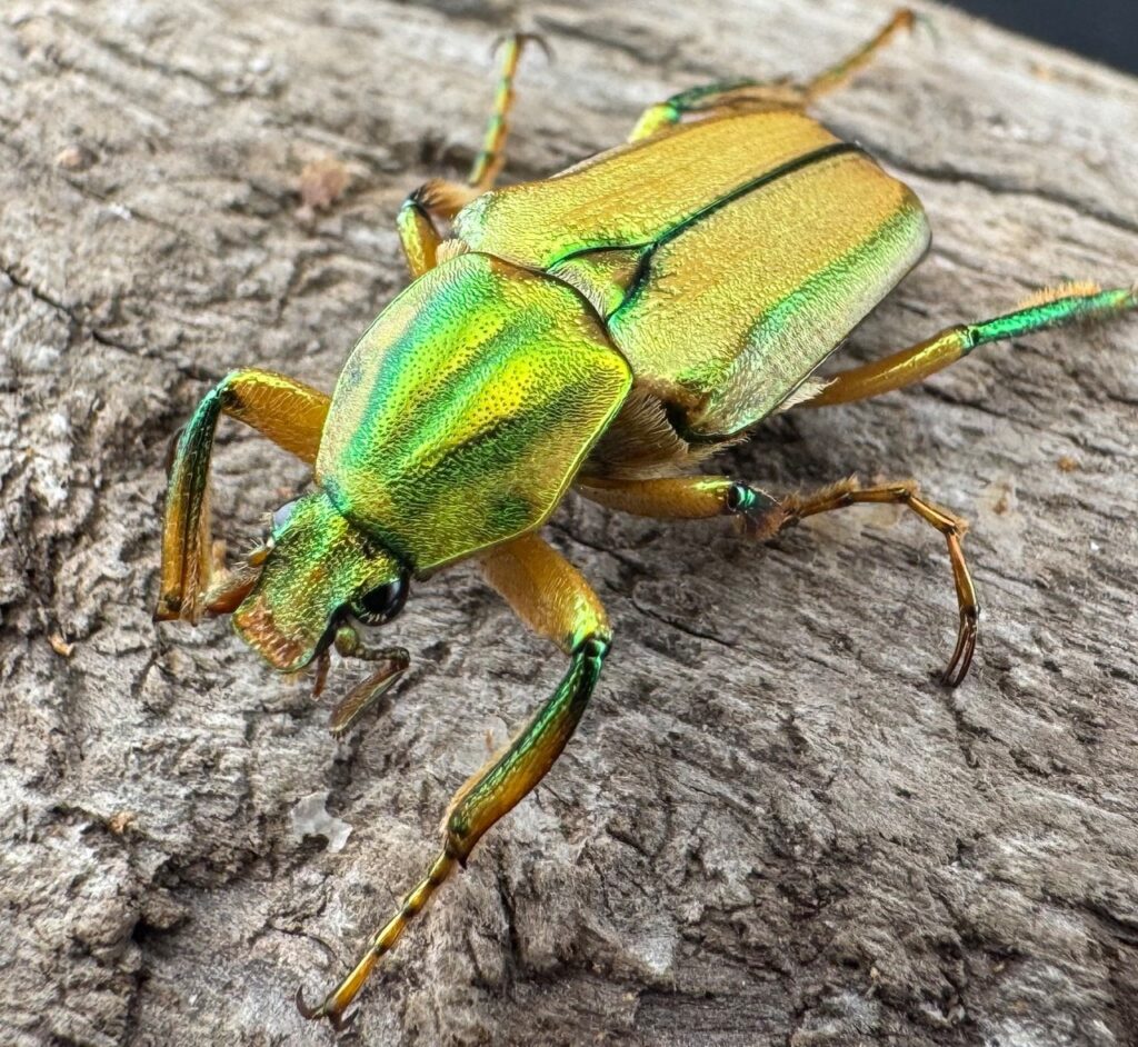 ホソカブトハナムグリ