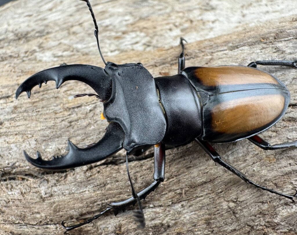 パリーミヤマクワガタ