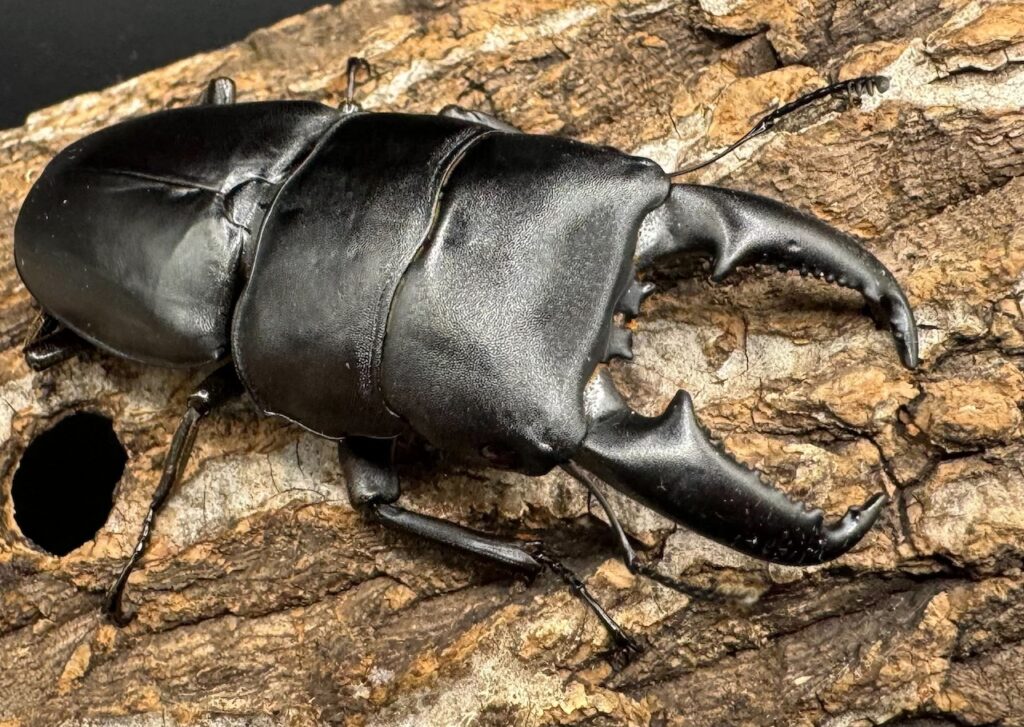 ヒラタクワガタ ssp. 03